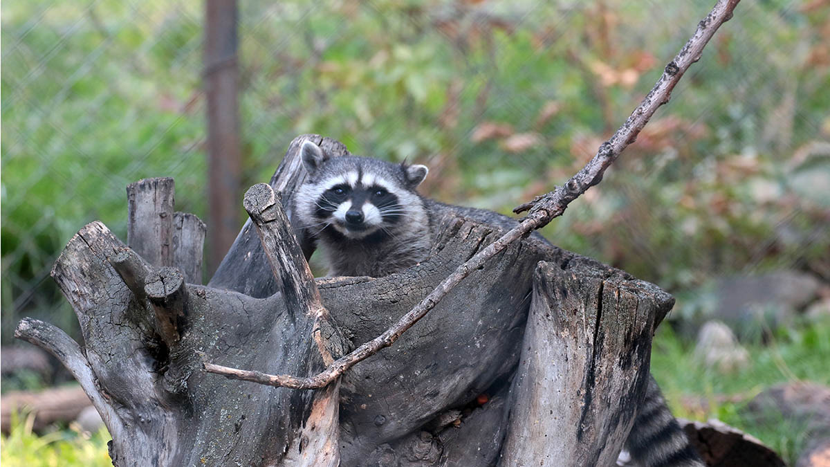 Raccoon - Wasbeer